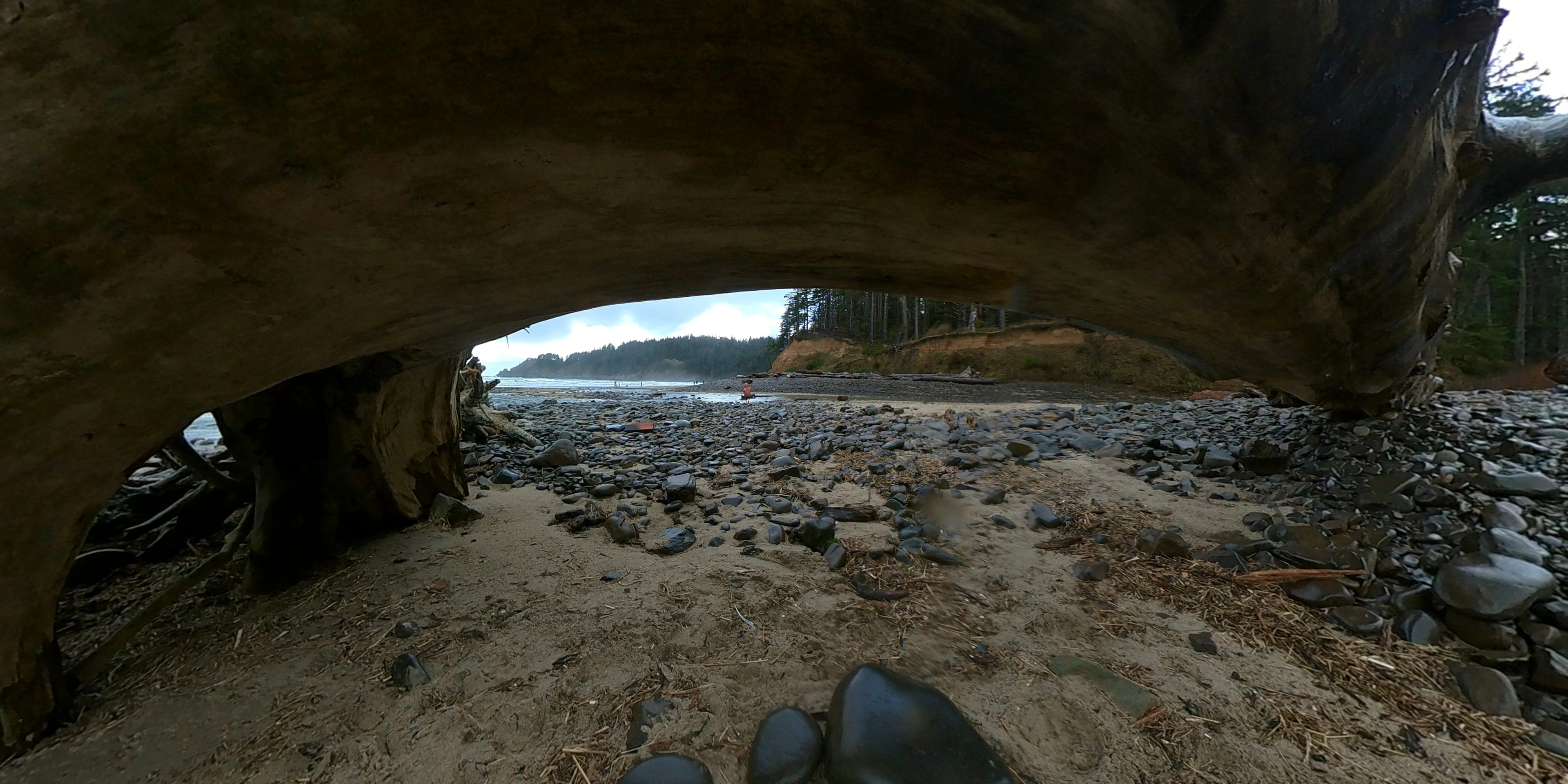 looking under a huge log on the beach